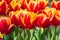 Group of tulips flower green leaf background day time