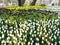 Group of tulips flowers fields