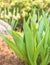 Group of tulips in the garden