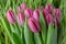 A group of tulips of the same variety on a background of green leaves and young tulips. Blooming tulips. Selective focus.