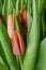 A group of tulips of the same variety on a background of green leaves and young tulips. Blooming tulips. Selective focus.