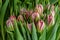 A group of tulips of the same variety on a background of green leaves and young tulips. Blooming tulips. Selective focus.