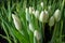 A group of tulips of the same variety on a background of green leaves and young tulips. Blooming tulips. Selective focus.