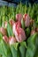 A group of tulips of the same variety on a background of green leaves and young tulips. Blooming tulips. Selective focus.