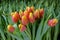 A group of tulips of the same variety on a background of green leaves and young tulips. Blooming tulips. Selective focus.