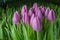 A group of tulips of the same variety on a background of green leaves and young tulips. Blooming tulips. Selective focus.