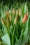 A group of tulips of the same variety on a background of green leaves and young tulips. Blooming tulips. Selective focus.