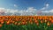 Group of tulips in the sunlight against the blue sky.