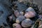 Group of Turban Snails at Low Tide