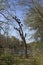 A group of Turkey Vultures sitting amongst the branches of a dead Elm tree at the water edge of Elm Lake