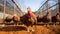 A group of turkeys walking around in a fenced in area