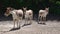 Group of Turkmen Kulan.cloven-hoofed animals in zoo. observation of wild animals