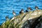 Group of turnstone birds at the Esquimalt Lagoon in Canada