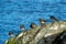 Group of turnstone birds at the Esquimalt Lagoon in Canada