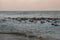 Group of turnstone birds on rocks along the shore