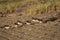 A group turnstones at the sea wall in the sunshine