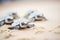 group of turtle hatchlings on sand