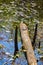 A Group of Turtle Resting on a Log