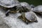 Group of Turtles Basking