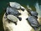 Group of turtles on a dry rock