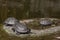 Group of turtles rest on stone at sun near water