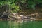 Group of Turtles Resting on a Log