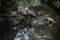 Group of turtles on a rock in China