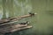 A group of turtles sun bathing themselves on a bamboo raft