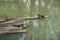 A group of turtles sun bathing themselves on a bamboo raft
