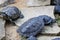 Group turtles in the sun on pond