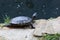 Group turtles in the sun on pond