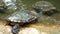 Group of turtles swimming in the little pond in public garden