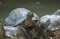 Group of turtles taking sunbathes near pool