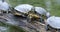 Group of turtles on the wooden trunk