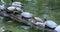 Group of turtles on the wooden trunk