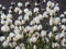 Group of Tussock cottongrass with white fluffy cluster at the tips of the stems