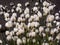 Group of Tussock cottongrass with white fluffy cluster at the tips of the stems