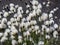 Group of Tussock cottongrass with white fluffy cluster at the tips of the stems