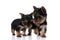 Group of two adorable yorkshire terrier protecting each other