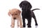 Group of two labrador retrievers on white background