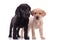 Group of two labradors retrievers on white background