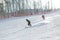 Group of two snowboarders riding over the slope prepared by snowcat. Sheregesh resort, Siberia, Russia Snowboarder