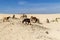 Group of typical goats grazing on the famous dunes of Corralejo, Fuerteventura, Canary Islands, Spain