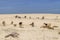 Group of typical goats grazing on the famous dunes of Corralejo, Fuerteventura, Canary Islands, Spain