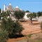 Group of unique dry stone trulli houses in the countryside outside the town of Alberobello in Puglia. Olive trees in foreground