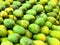 Group of unripe bruised yellow green mangos organized in rows at a market