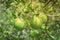 Group of unripe oranges fruit with wind scarring on tree branches at organic farm in Houston