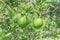 Group of unripe oranges fruit with wind scarring on tree branches at organic farm in Houston