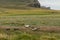 A Group of Upland Geese in a Grassy Field