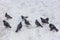 Group of urban pigeons in the snow